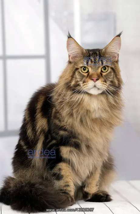  : Cat Brown Tabby Maine Coon