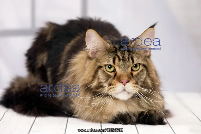  : Cat Brown Tabby Maine Coon