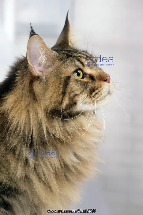  : Cat Brown Tabby Maine Coon
