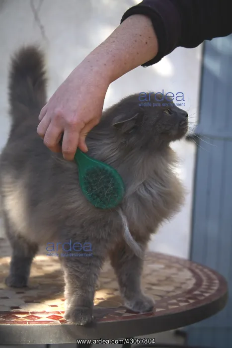 : Cat brushed by his mistress France : Cat brushed by his mistress France
