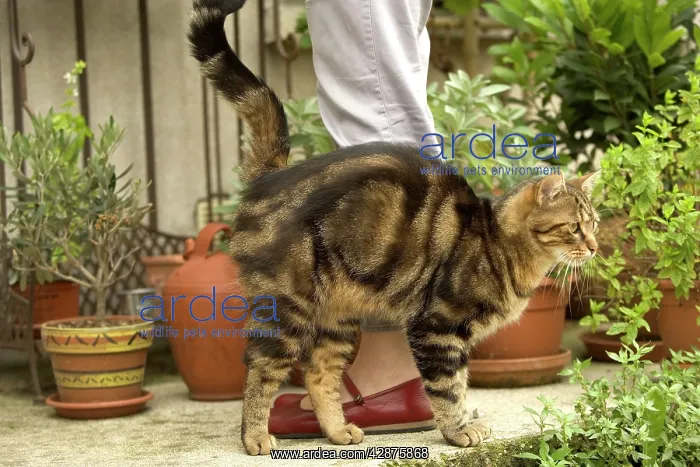  : Cat - brushing up against owners leg