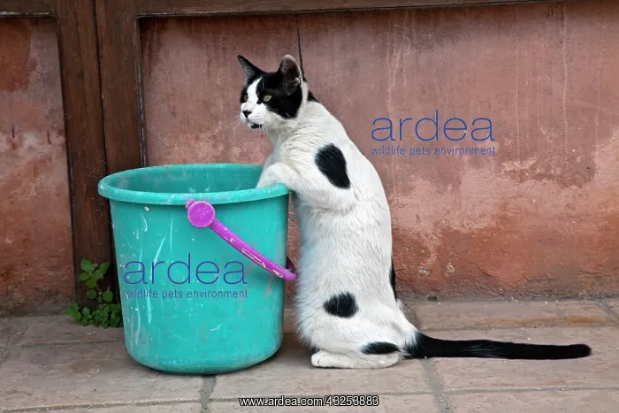 : Cat and bucket, Chania, Crete, Greece : Cat and bucket, Chania, Crete, Greece
