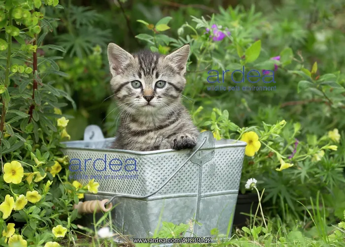  : Cat in bucket with flowers