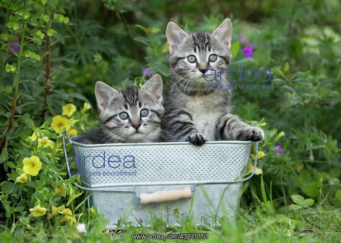  : Cat in bucket with flowers