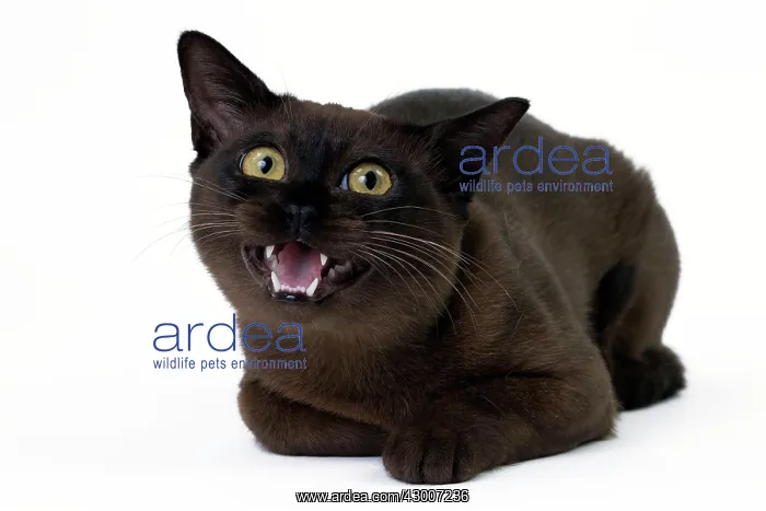 : Cat Burmese : Cat Burmese