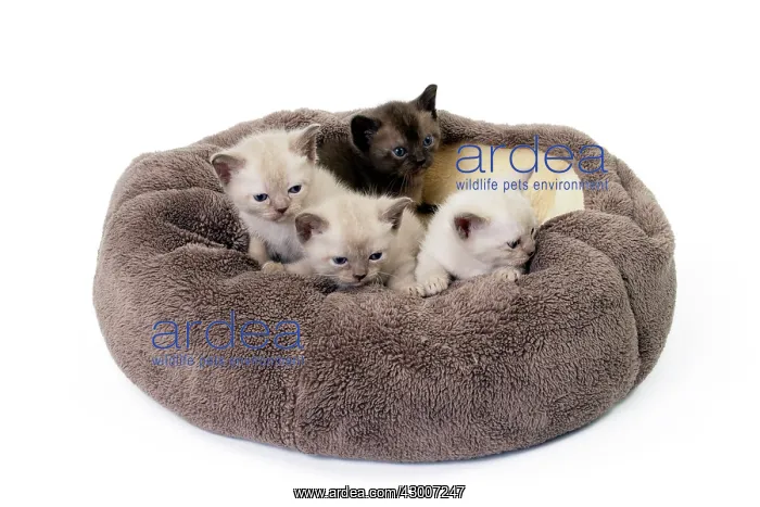  : Cat Burmese