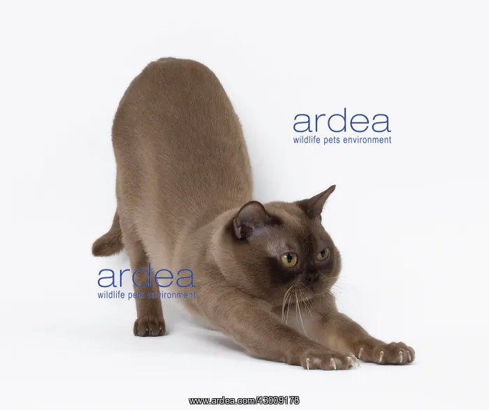 : Cat Burmese : Cat Burmese