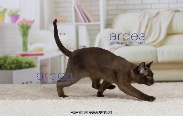 : Cat - Burmese : Cat - Burmese