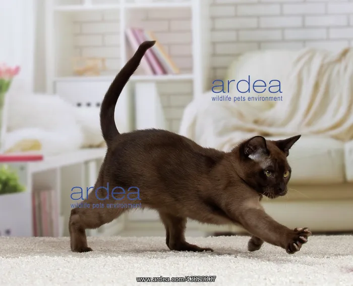 : Cat - Burmese : Cat - Burmese