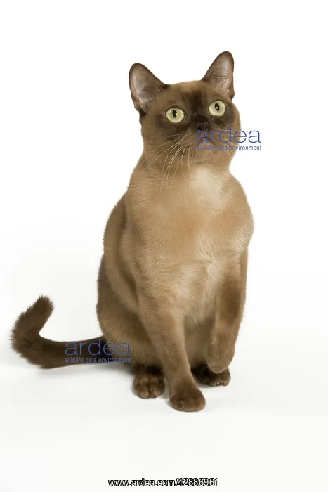  : Cat - Burmese American chocolate in studio