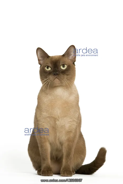  : Cat - Burmese American chocolate in studio