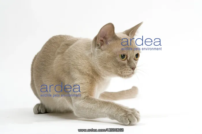  : Cat - Burmese American lilac in studio