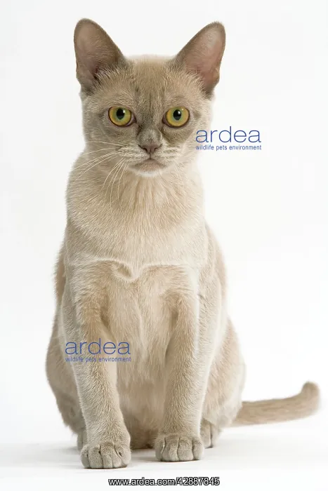  : Cat - Burmese American lilac in studio