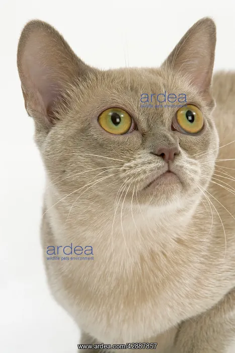 : Cat - Burmese American lilac in studio