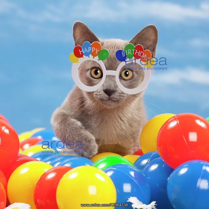  : Cat - Burmese Blue - 3 month old kitten playing