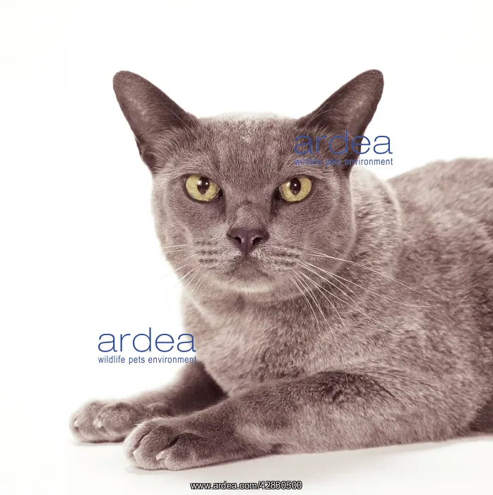 : CAT - BURMESE BLUE : CAT - BURMESE BLUE