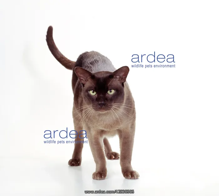 : CAT - Burmese Chocolate, tail raised : CAT - Burmese Chocolate, tail raised