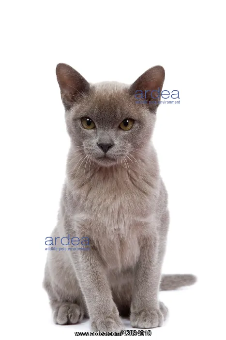  : Cat - Burmese Lilac