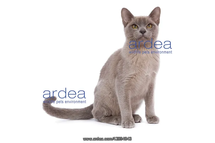  : Cat - Burmese Lilac