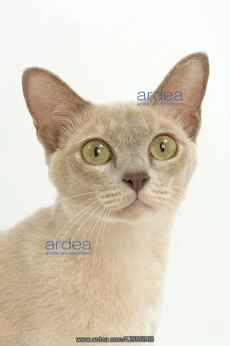 : Cat - Burmese Lilac (crA me) : Cat - Burmese Lilac (crA me)