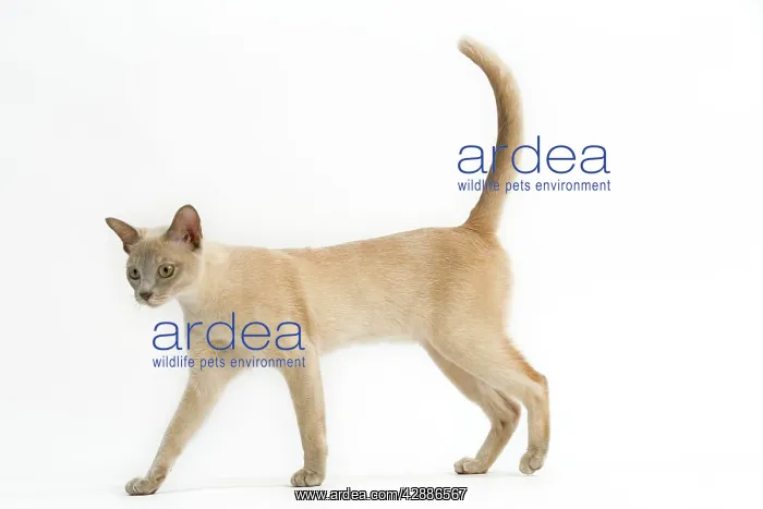 : Cat - Burmese Lilac (crA me), walking, side view : Cat - Burmese Lilac (crA me), walking, side view