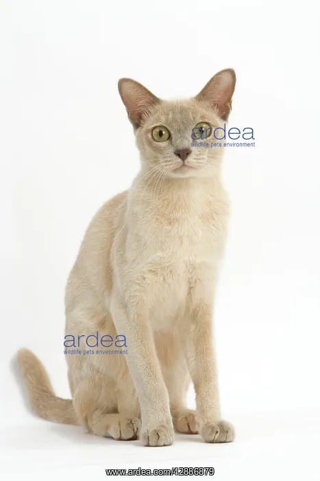 : Cat - Burmese lilac crA me in studio : Cat - Burmese lilac crA me in studio