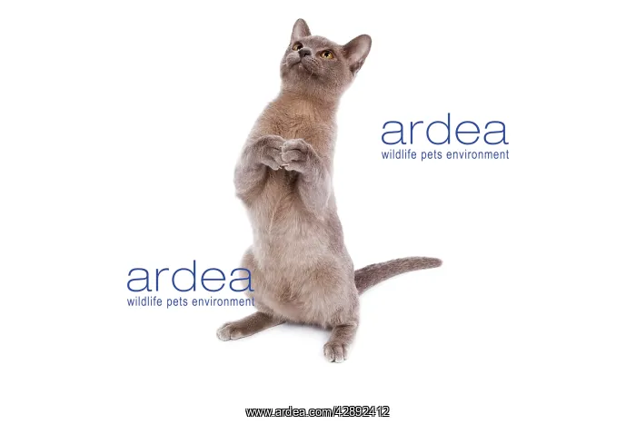 : Cat - Burmese Lilac - leaning back on hind legs : Cat - Burmese Lilac - leaning back on hind legs