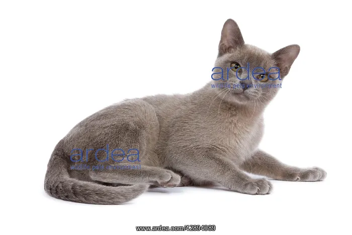  : Cat - Burmese Lilac - lying down