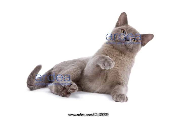  : Cat - Burmese Lilac - with raised paw