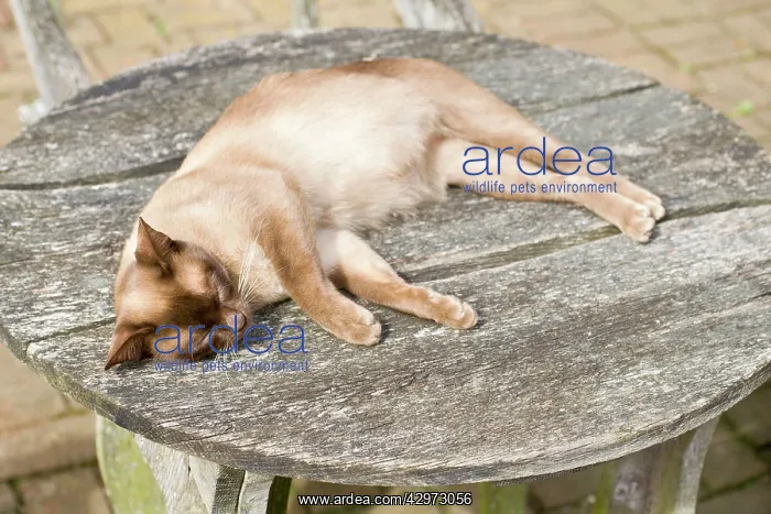 : Cat - Burmese - pregnant female sunbathing on garden table : Cat - Burmese - pregnant female sunbathing on garden table
