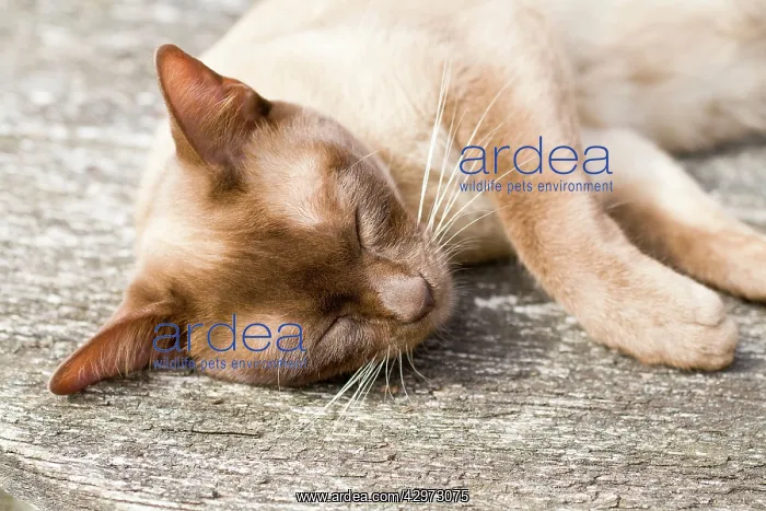 : Cat - Burmese - pregnant female sunbathing on garden table : Cat - Burmese - pregnant female sunbathing on garden table