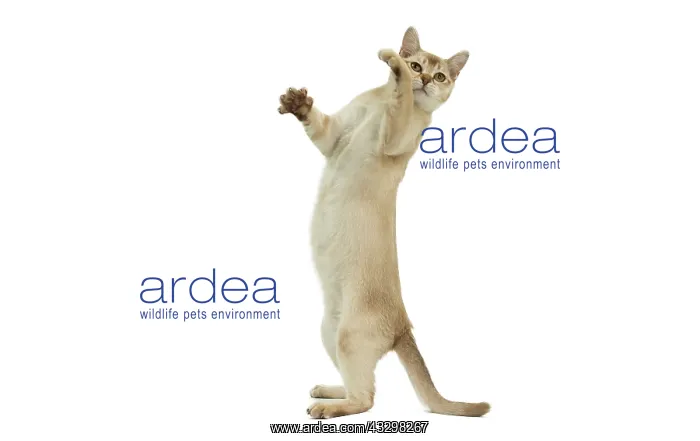 : Cat - Burmilla : Cat - Burmilla