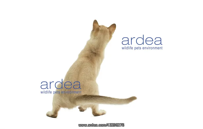 : Cat - Burmilla : Cat - Burmilla