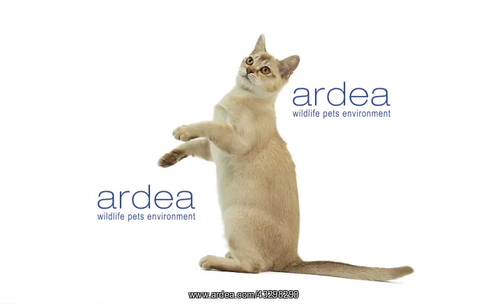 : Cat - Burmilla : Cat - Burmilla