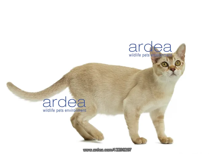 : Cat - Burmilla : Cat - Burmilla