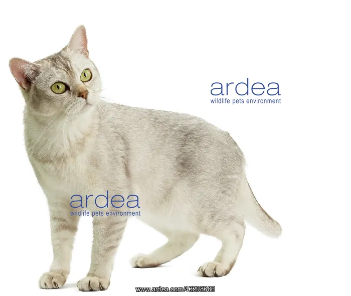 : Cat - Burmilla : Cat - Burmilla