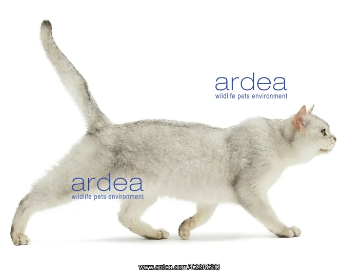 : Cat - Burmilla : Cat - Burmilla