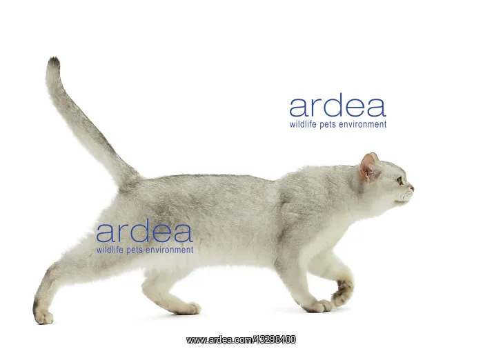 : Cat - Burmilla : Cat - Burmilla