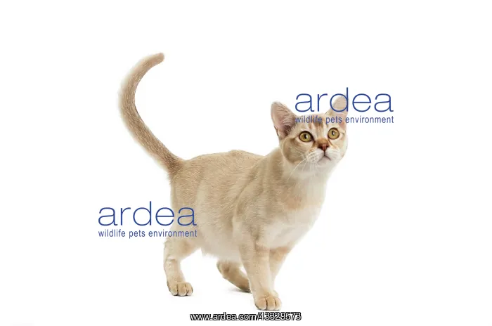 : Cat - Burmilla : Cat - Burmilla