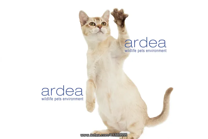 : Cat - Burmilla : Cat - Burmilla