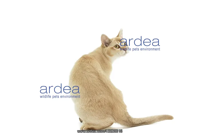  : Cat - Burmilla