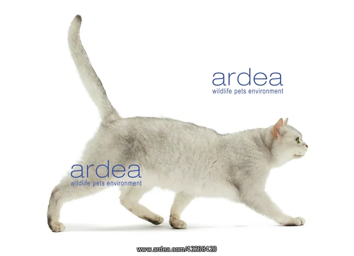  : Cat - Burmilla