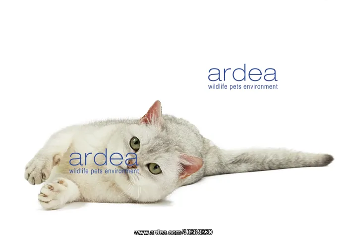 : Cat - Burmilla : Cat - Burmilla
