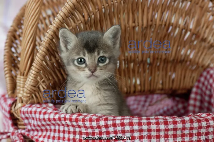 : Cat Burmilla 5 week old kitten : Cat Burmilla 5 week old kitten