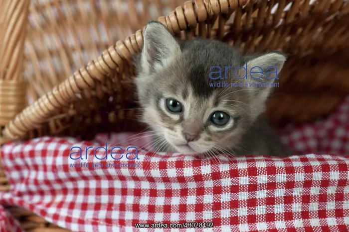: Cat Burmilla 5 week old kitten : Cat Burmilla 5 week old kitten