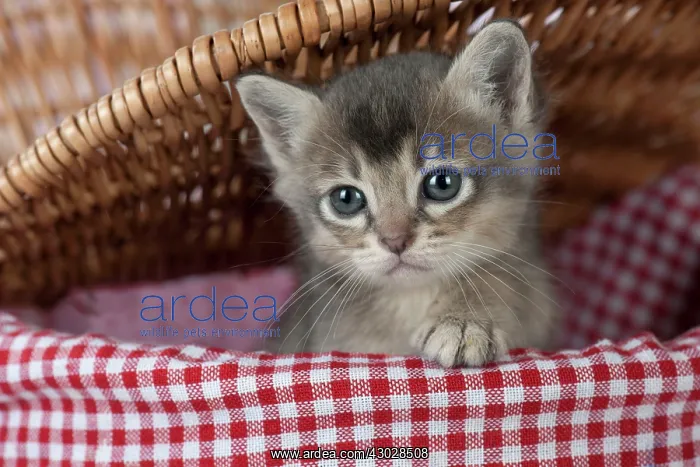 : Cat Burmilla 5 week old kitten : Cat Burmilla 5 week old kitten