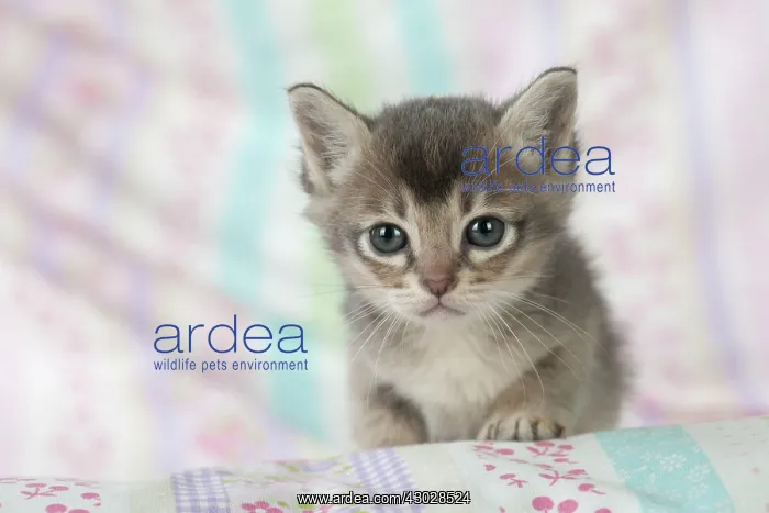 : Cat Burmilla 5 week old kitten : Cat Burmilla 5 week old kitten