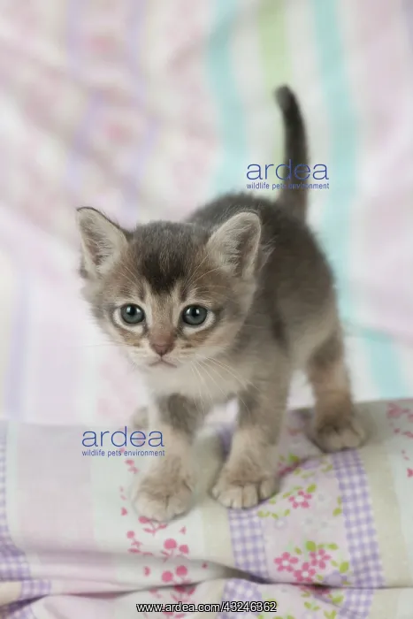 : Cat Burmilla 5 week old kitten : Cat Burmilla 5 week old kitten
