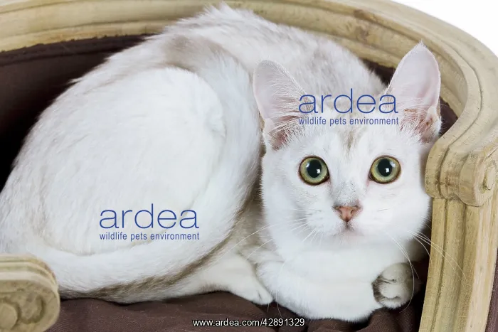  : Cat - Burmilla - 6 month old kitten