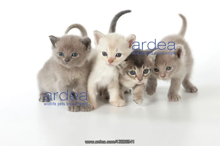 : Cat Burmilla Asian X breed : Cat Burmilla Asian X breed